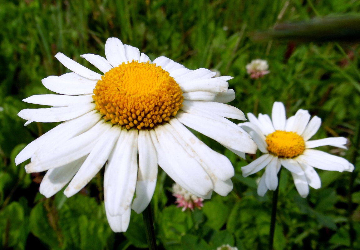 Ромашка белая. - nadyasilyuk Вознюк