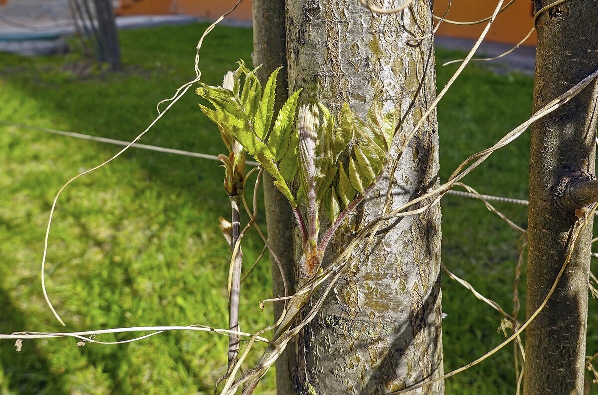 Распустились листочки - Валерий Иванович Распустились листочки - Валерий Иванович