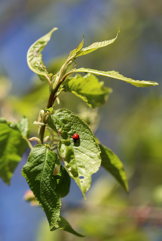 Божья коровка - Александр Кондаков Божья коровка - Александр Кондаков