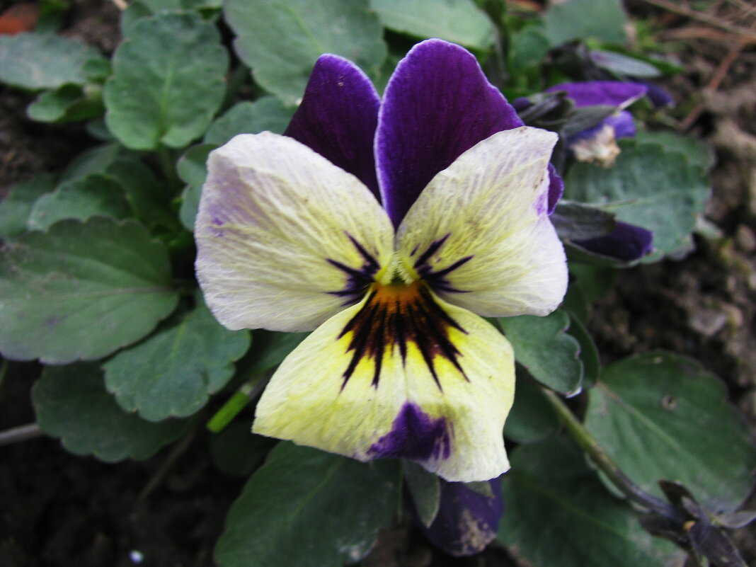 Анютка зацвела - Людмила Смородинская Анютка зацвела - Людмила Смородинская