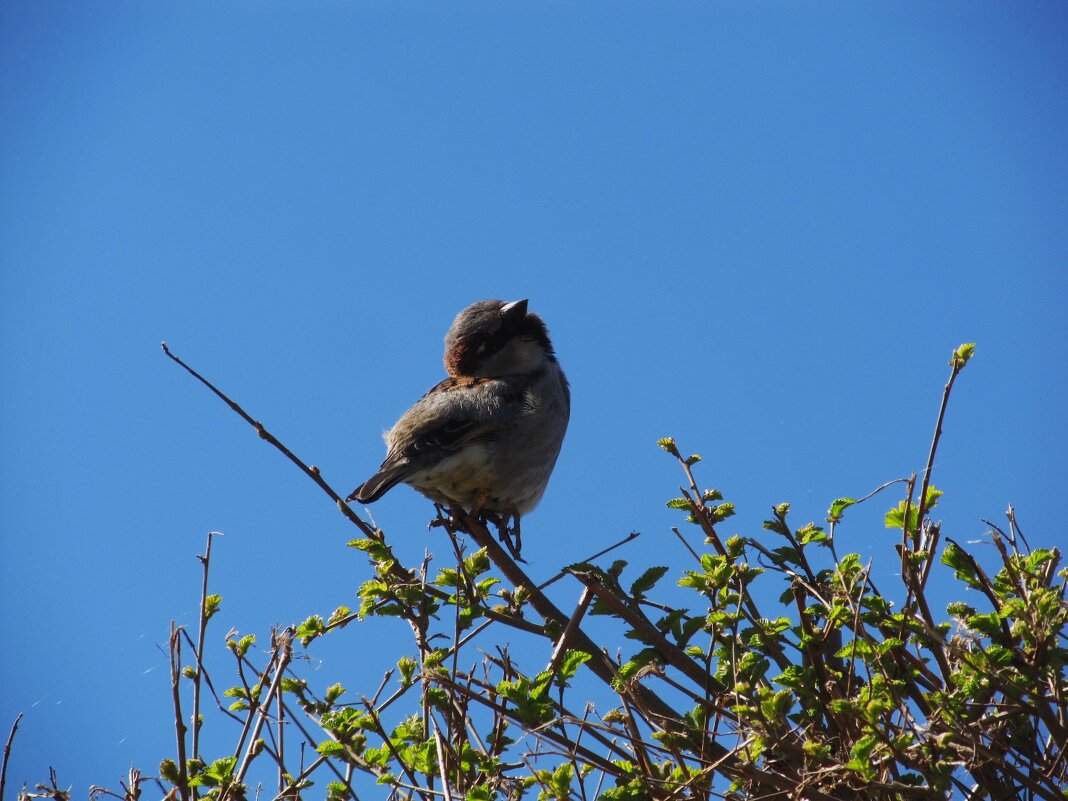 Вот я какой ! - Елена Шаламова