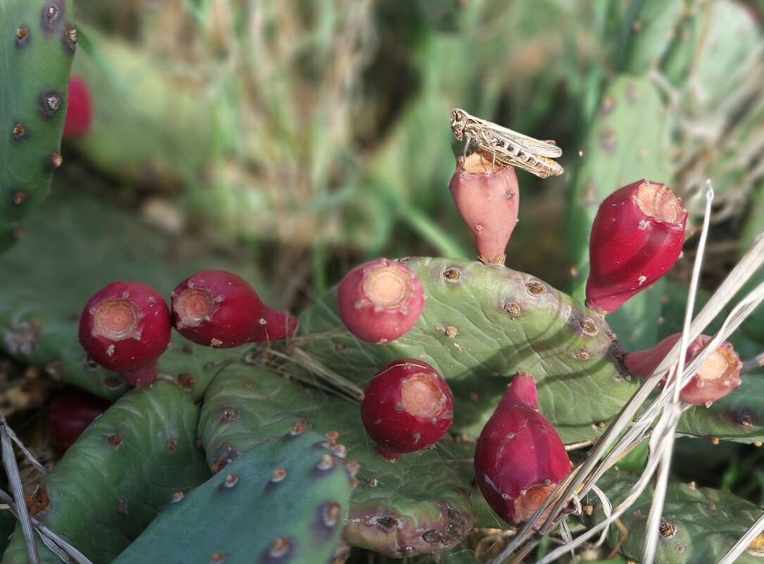 на кактусе - ИРЭН@ .