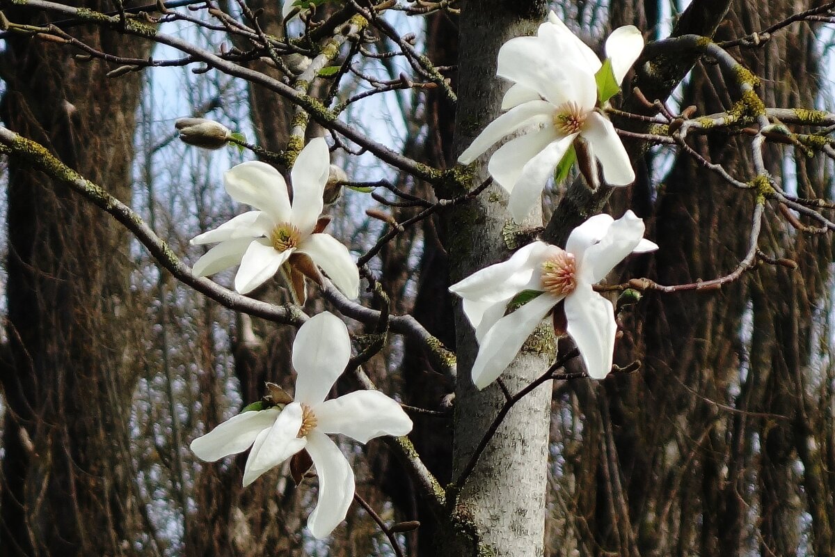 Апрельское цветение - Рита Симонова