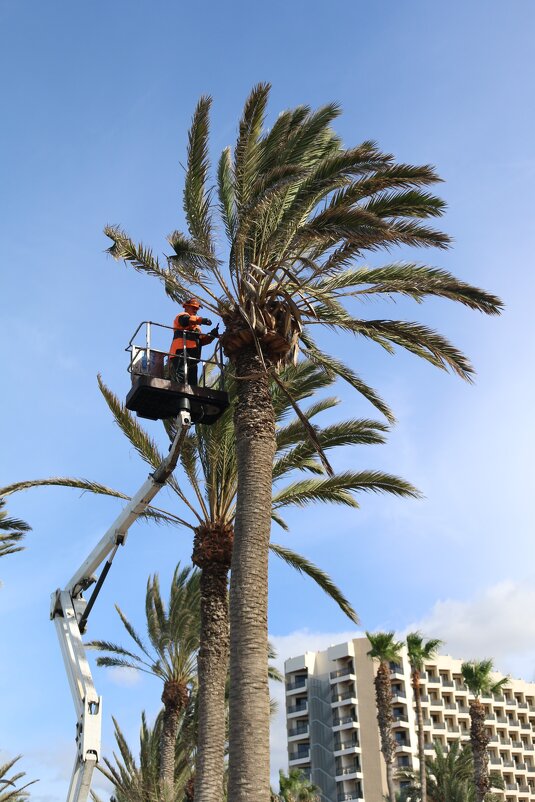 Пальмовый парикмахер - Ольга Пальмовый парикмахер - Ольга