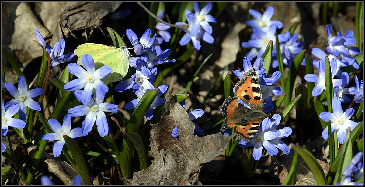 Проснулись бабочки - Aleksandr Gal Проснулись бабочки - Aleksandr Gal