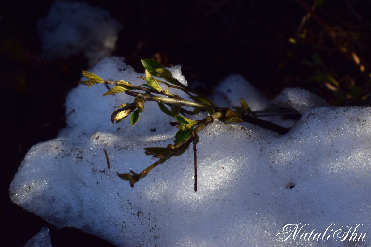 Последний снег. - Наталья Вязигина Последний снег. - Наталья Вязигина