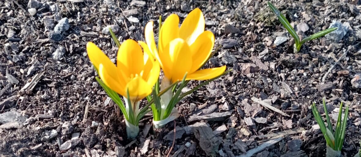 Солнечные - Елена Семигина