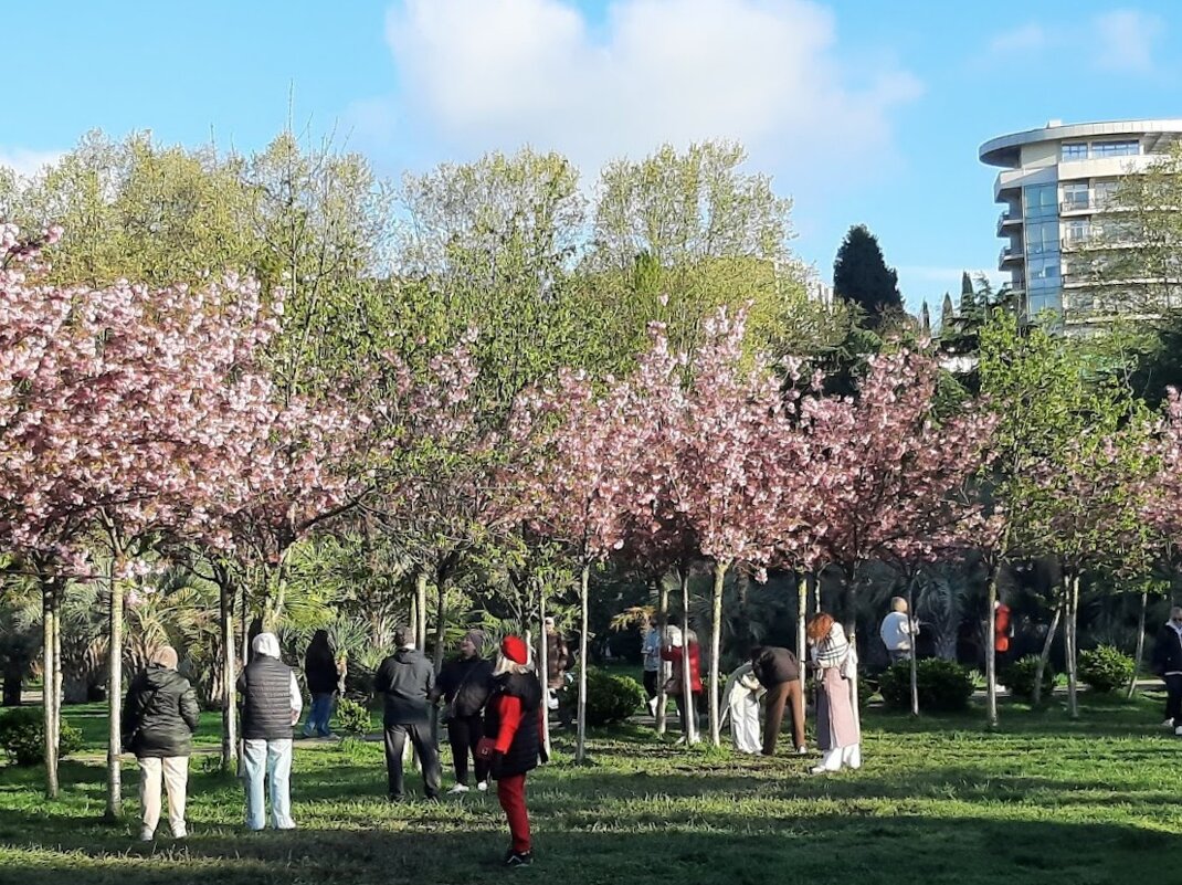 «Черешневый лес» - Tata Wolf «Черешневый лес» - Tata Wolf