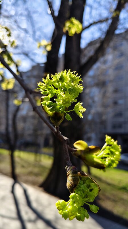 Парк расцветает - Александр Кондаков Парк расцветает - Александр Кондаков