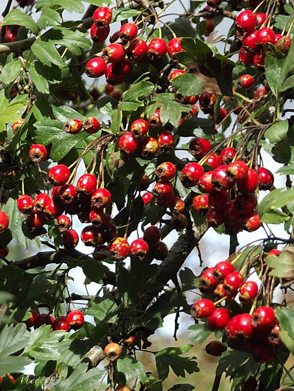 Боярышник - Freddy 97