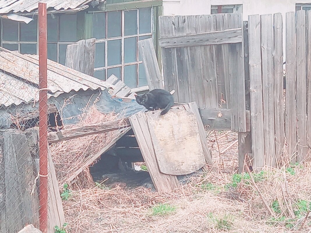 Котофей Мурзикович. - Игорь Солдаткин