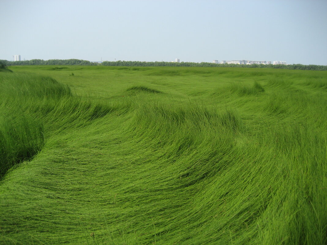 Хвощ - Anna Ivanova