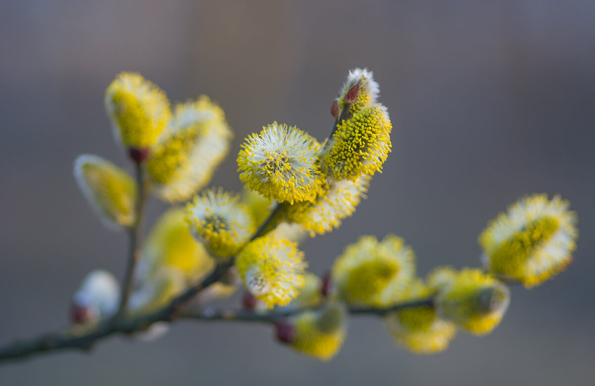 Весна.... - Sergey (Apg)