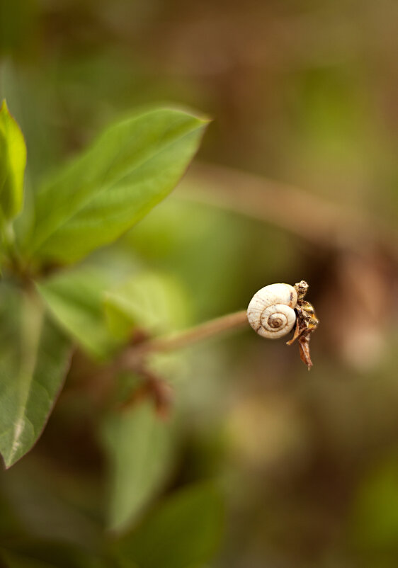 *** - Яна Горбунова