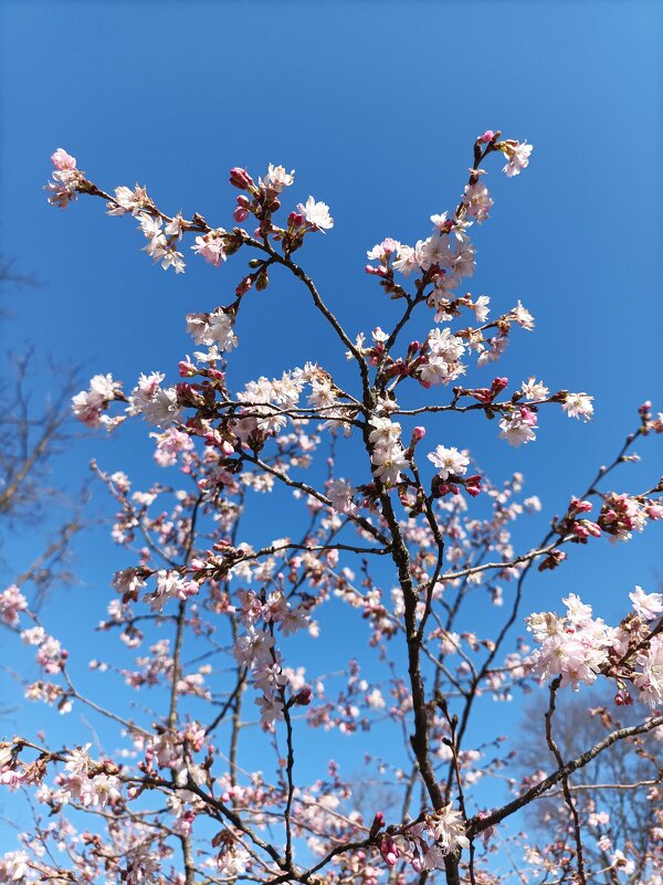 Апрель - Veera V