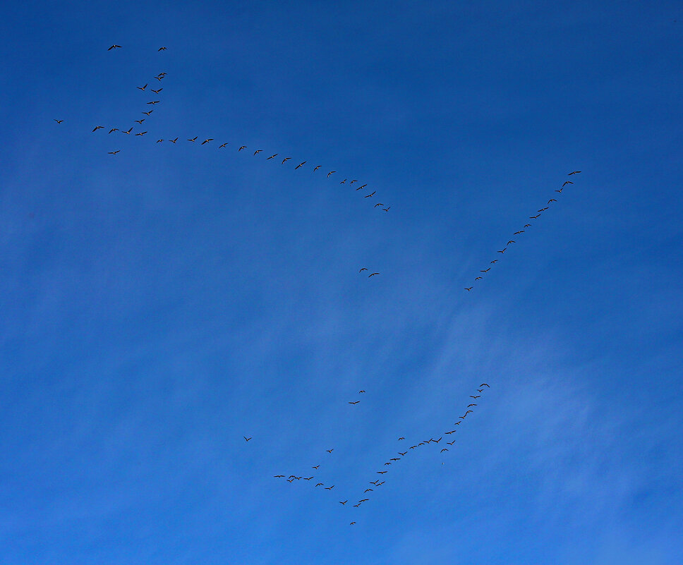 Гуси - краснов юрий 