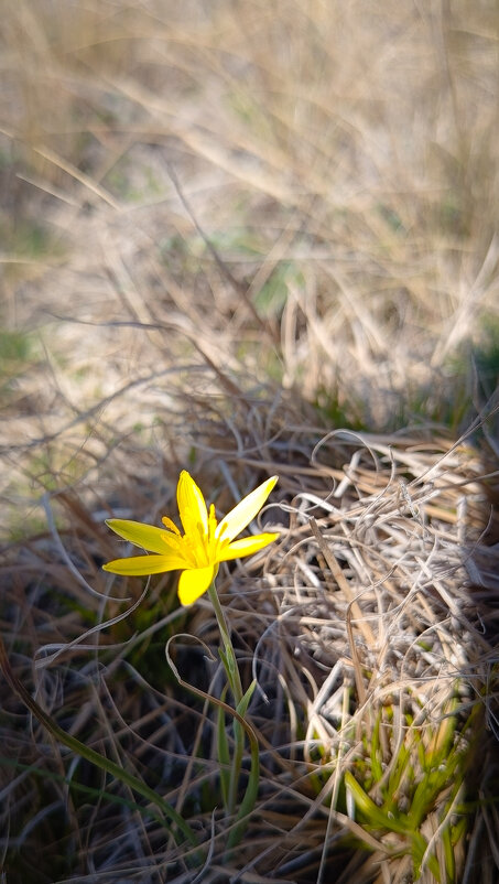 Гусиный лук жёлтый - Дмитрий Демидович