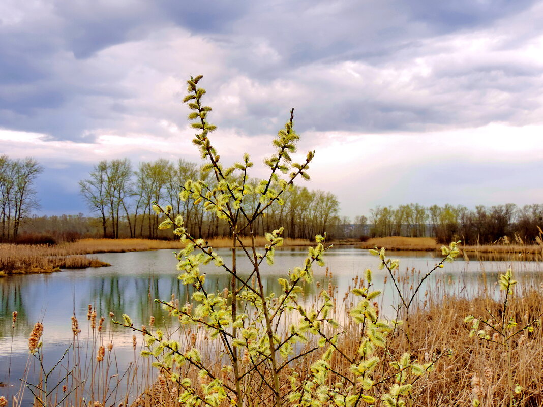 Весна 2016-го. - Татьяна Нефедьева. 