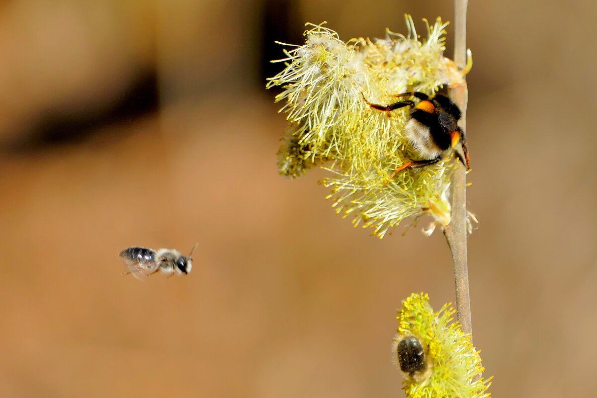 флора середины апреля 5 - Александр Прокудин флора середины апреля 5 - Александр Прокудин