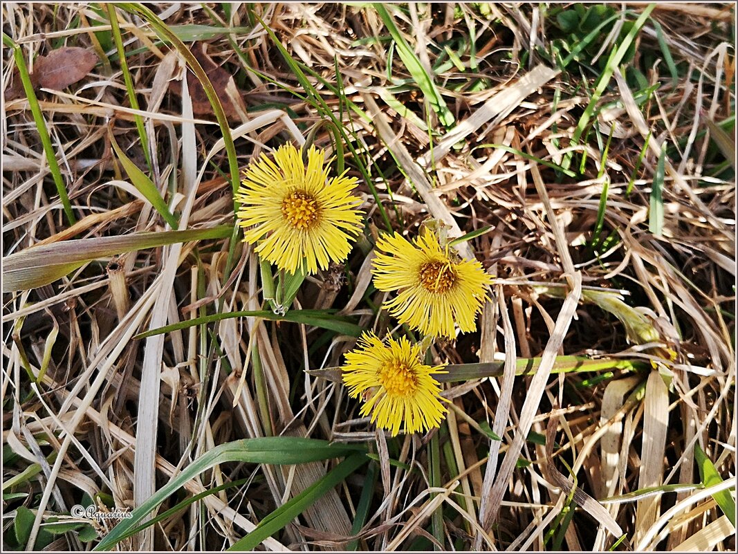 Апрель... - Aquarius - Сергей Апрель... - Aquarius - Сергей