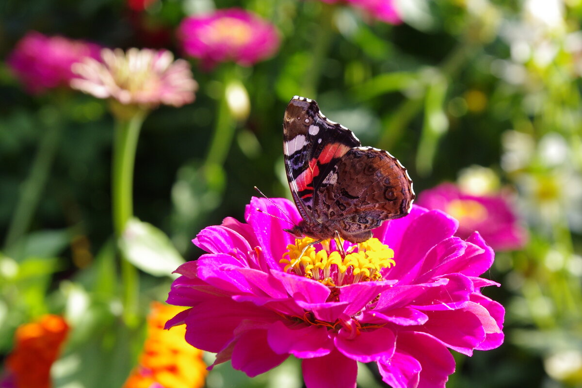 На цветке - Сергей Швечков