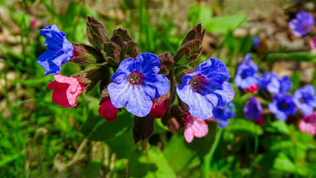 Лесные медуници - Милешкин Владимир Алексеевич Лесные медуници - Милешкин Владимир Алексеевич