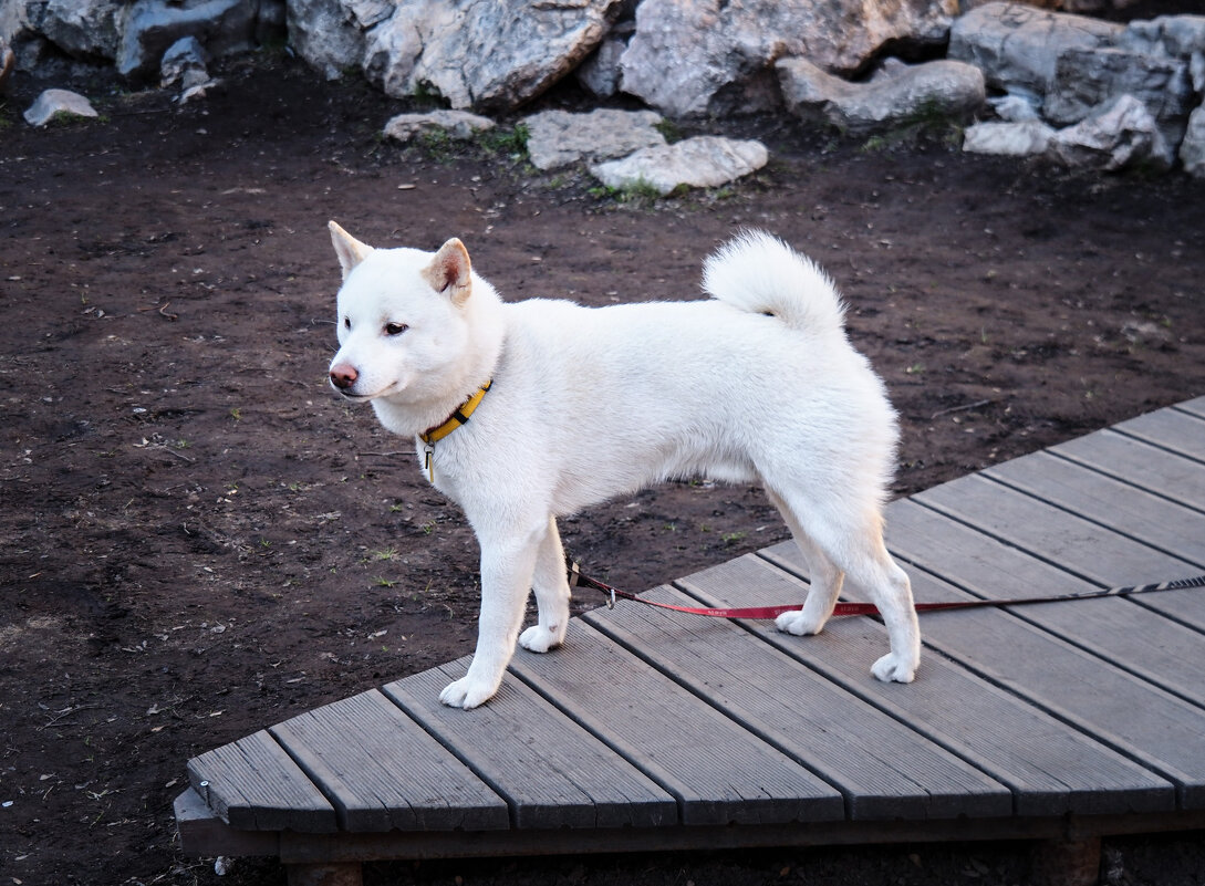 Подиум, говорите? Снимайте быстрее! - Магомед .