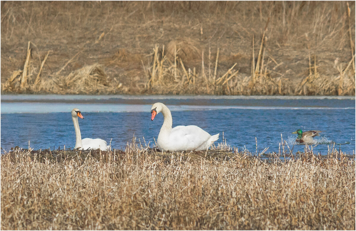 Весенний этюд - Валентин Котляров