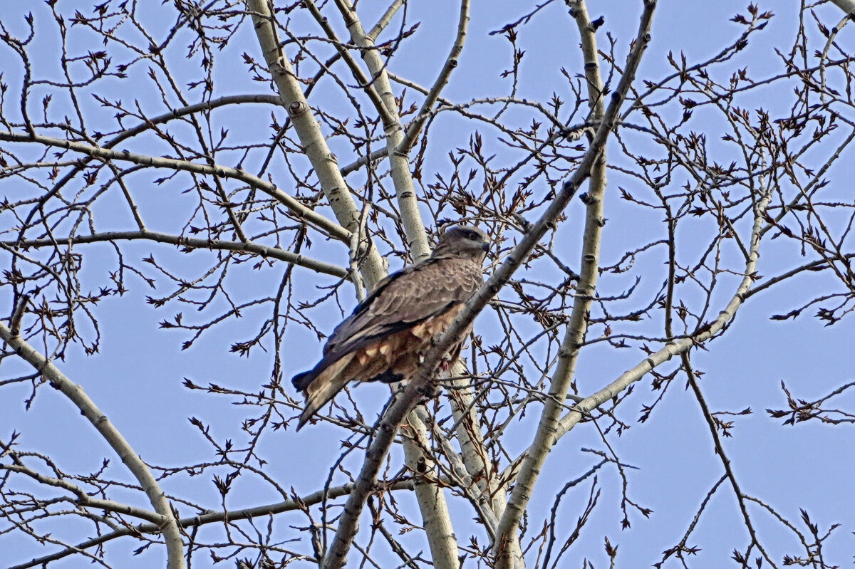 Черный коршун - Галина Кан Черный коршун - Галина Кан