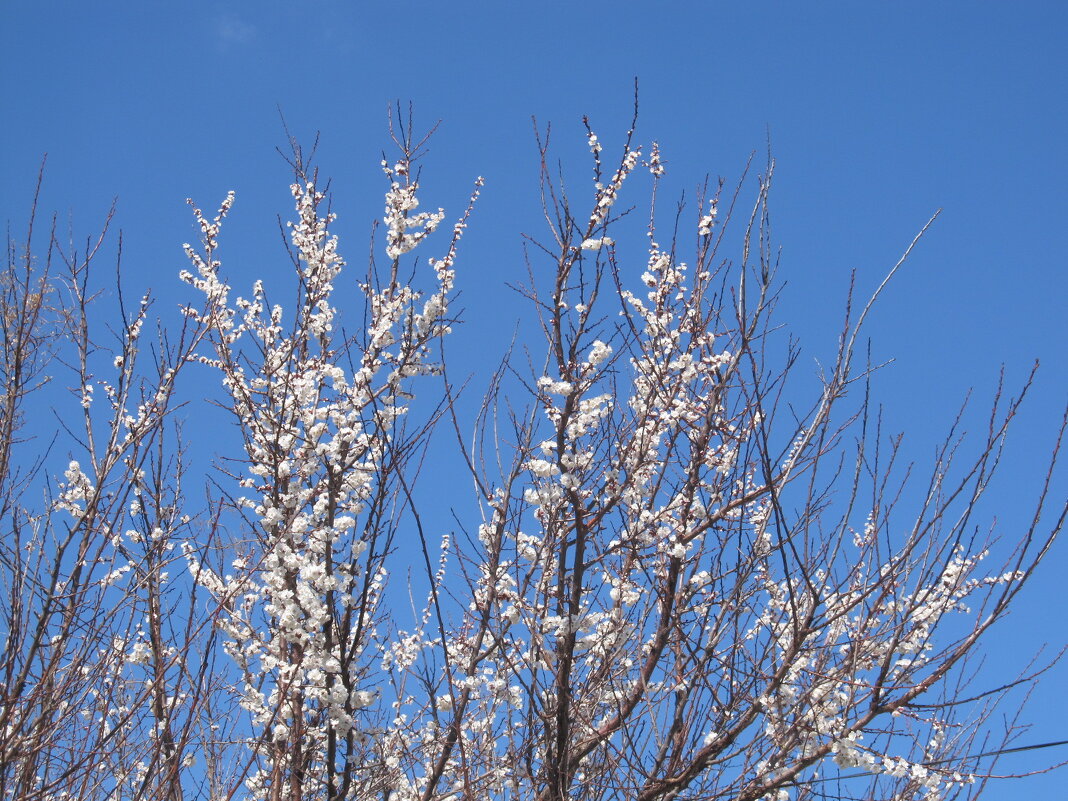 Ах, апрель ! - Елена Шаламова