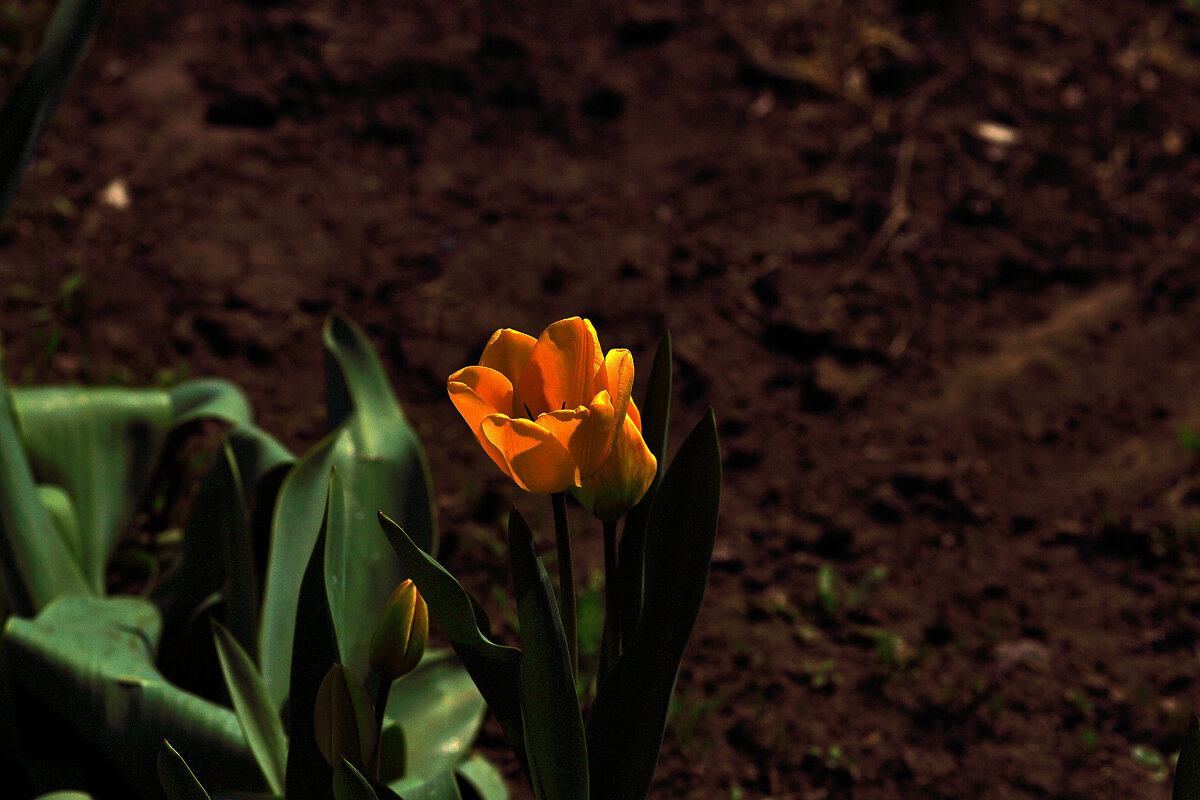 Тюльпанчик - Юрий Гайворонскiий