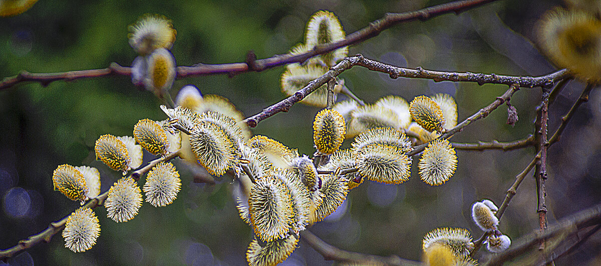 Цветение - Владимир Кроливец
