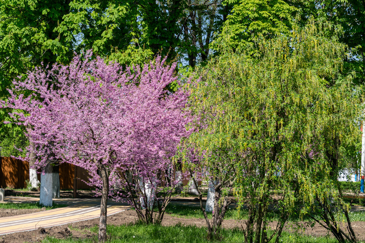 Багряник - Игорь Сикорский Багряник - Игорь Сикорский