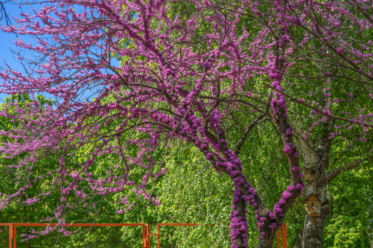 Багряник - Игорь Сикорский Багряник - Игорь Сикорский