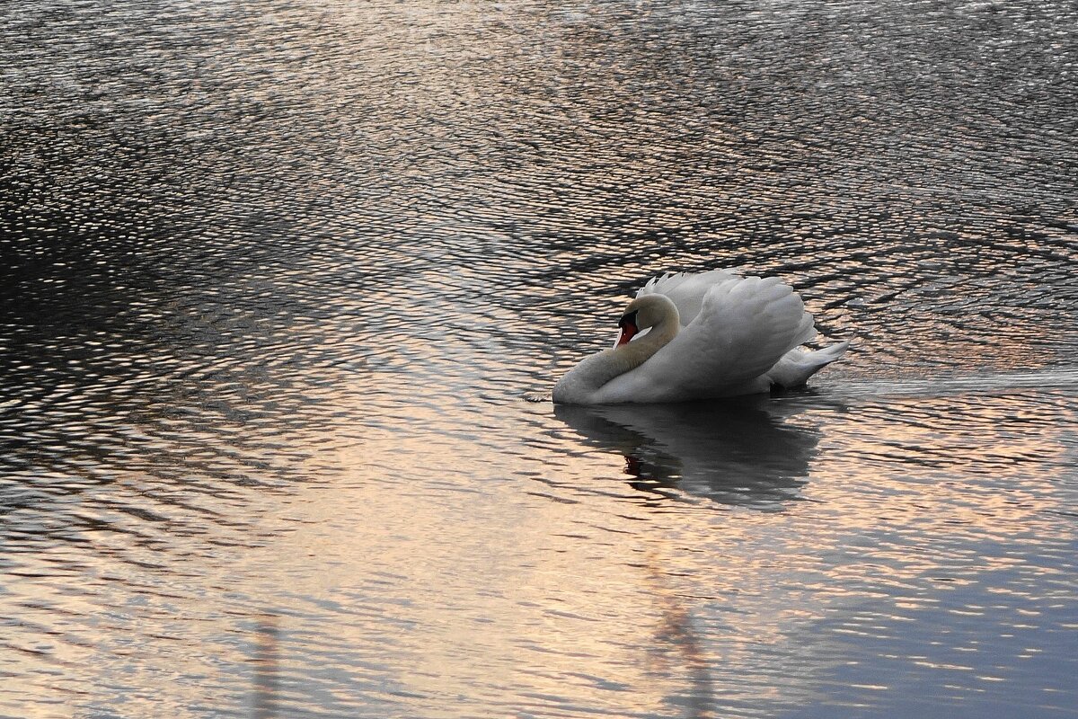Вечером в городском парке - Рита Симонова Вечером в городском парке - Рита Симонова