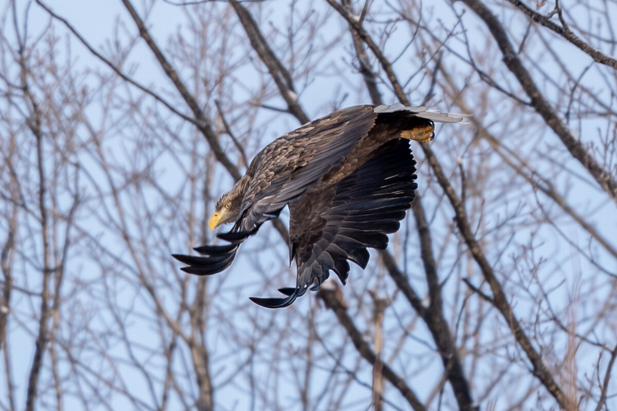 Воздушный дирижер - Сергей Флетчер
