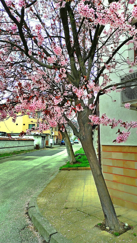 Цветов много, а листьев нет - Эмиль Цветов много, а листьев нет - Эмиль