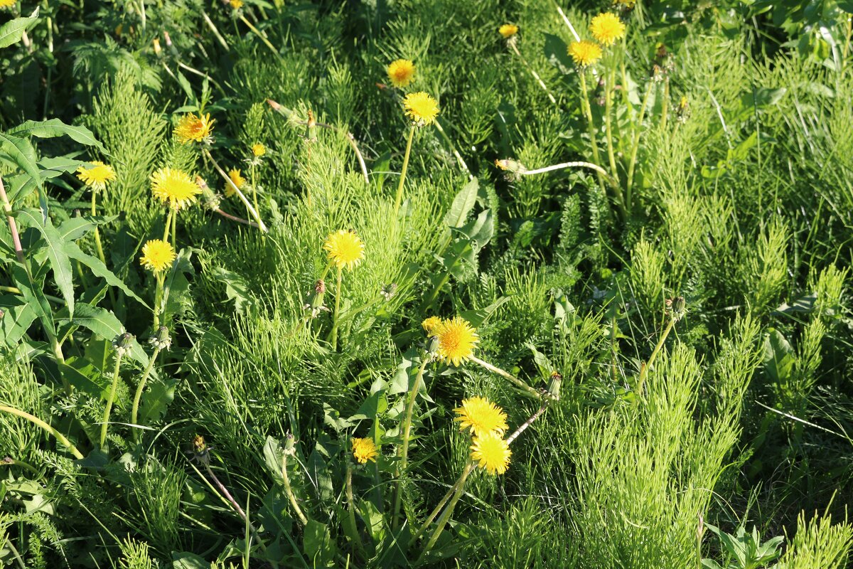 Летние полянки - Ольга Летние полянки - Ольга