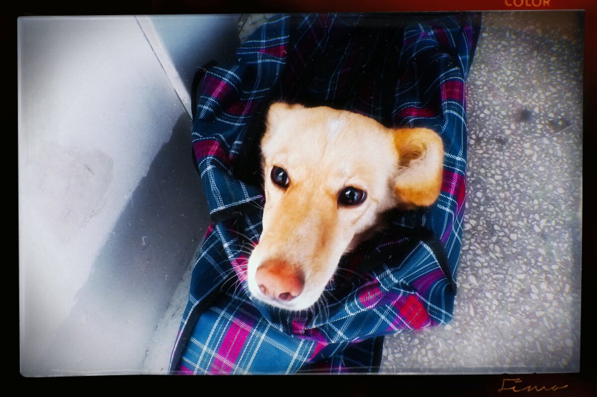 Поход в ветклинику. - Игорь Солдаткин