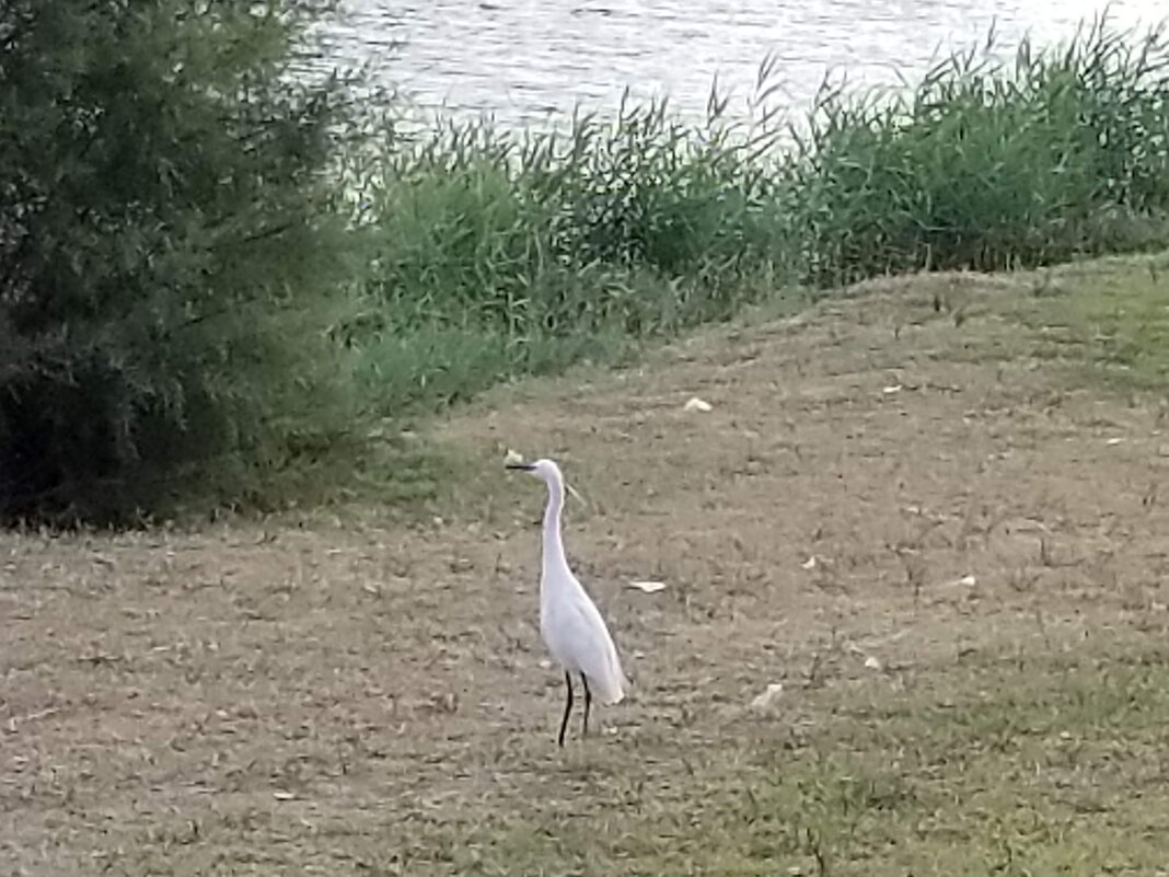 Белая цапля у реки. - Светлана Хращевская