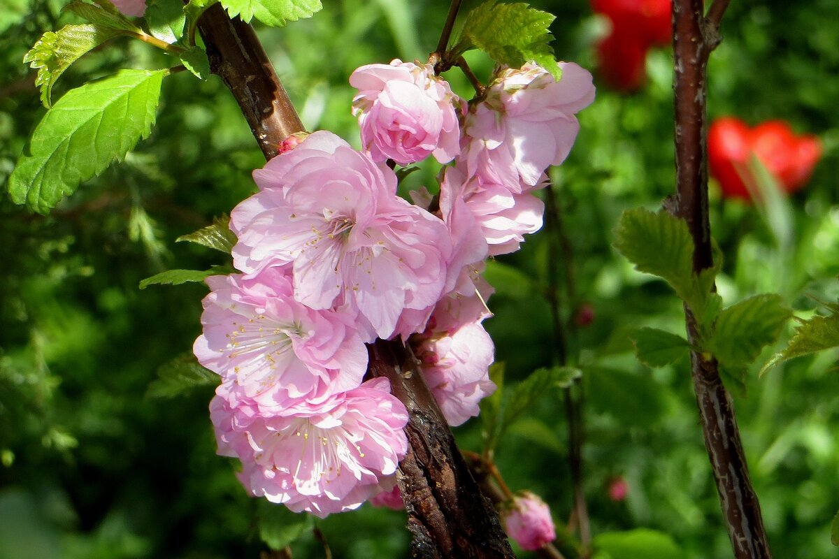 Мой цветущий город. Луизеания - Татьяна Смоляниченко Мой цветущий город. Луизеания - Татьяна Смоляниченко