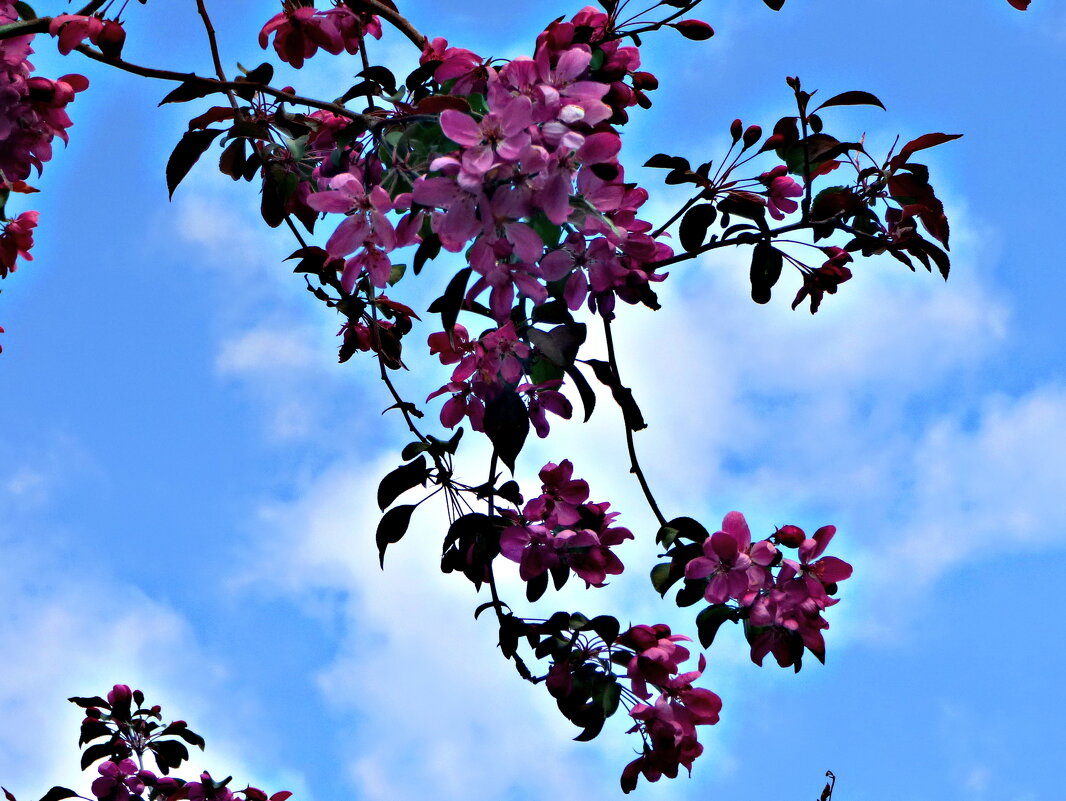 ЯБЛОНЕВАЯ ВЕТОЧКА - Елена Куприянова 