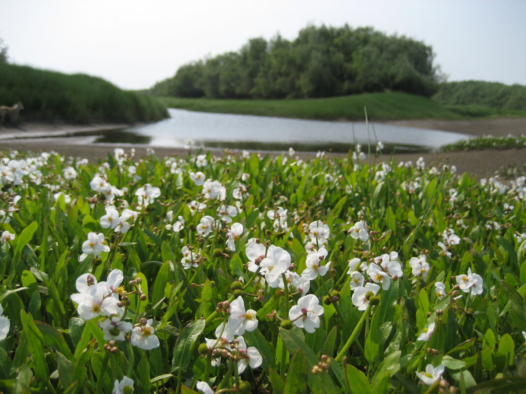 Стрелолист - Anna Ivanova Стрелолист - Anna Ivanova