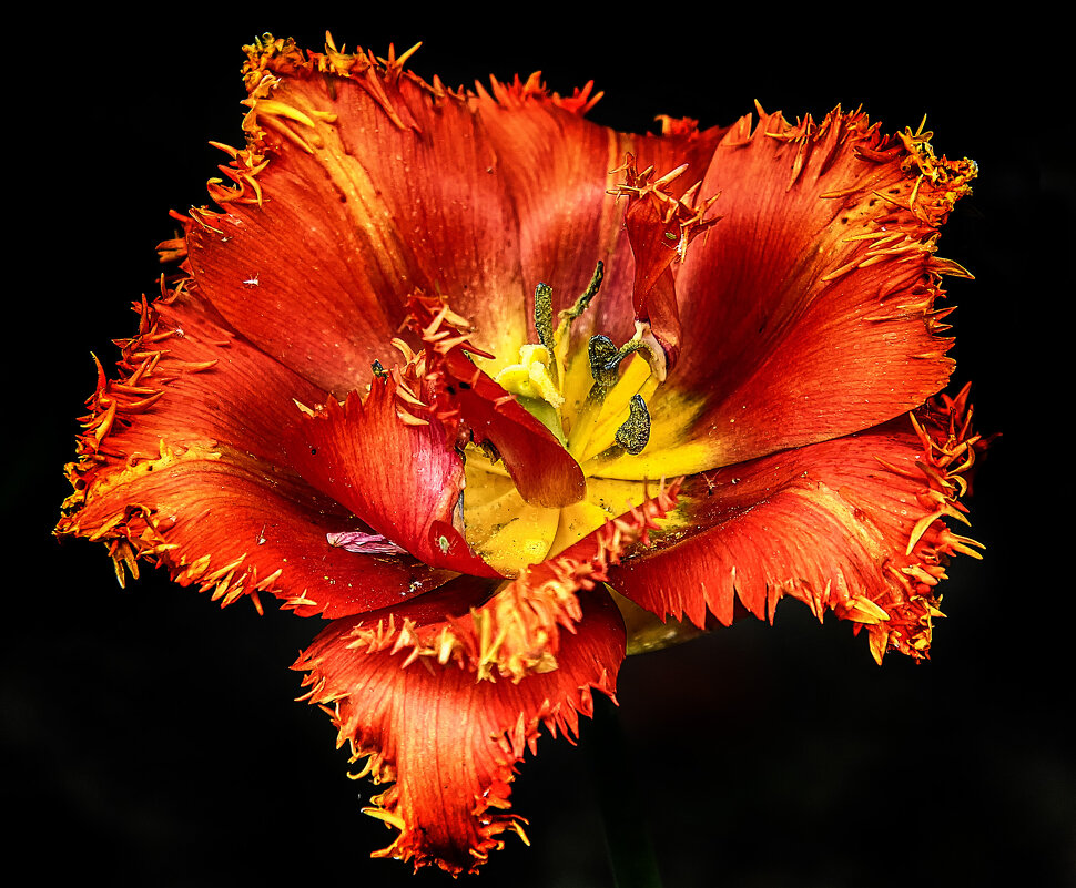 ****** - Андроник Александр 