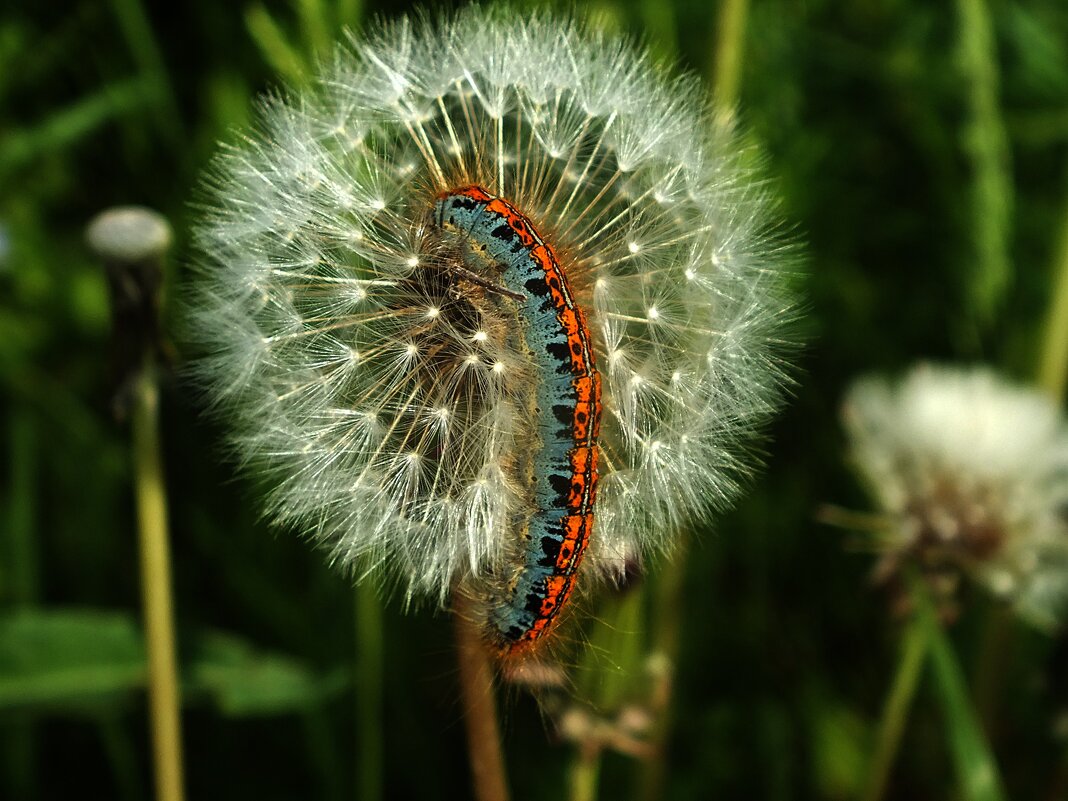 ** - Зоя Мишина