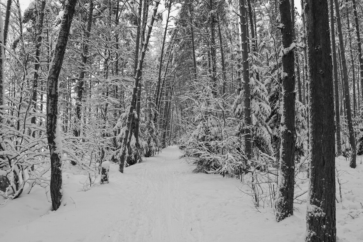 Осиновая роща - skijumper Иванов