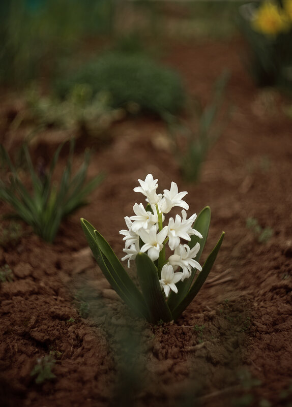 Гиацинт - Яна Горбунова