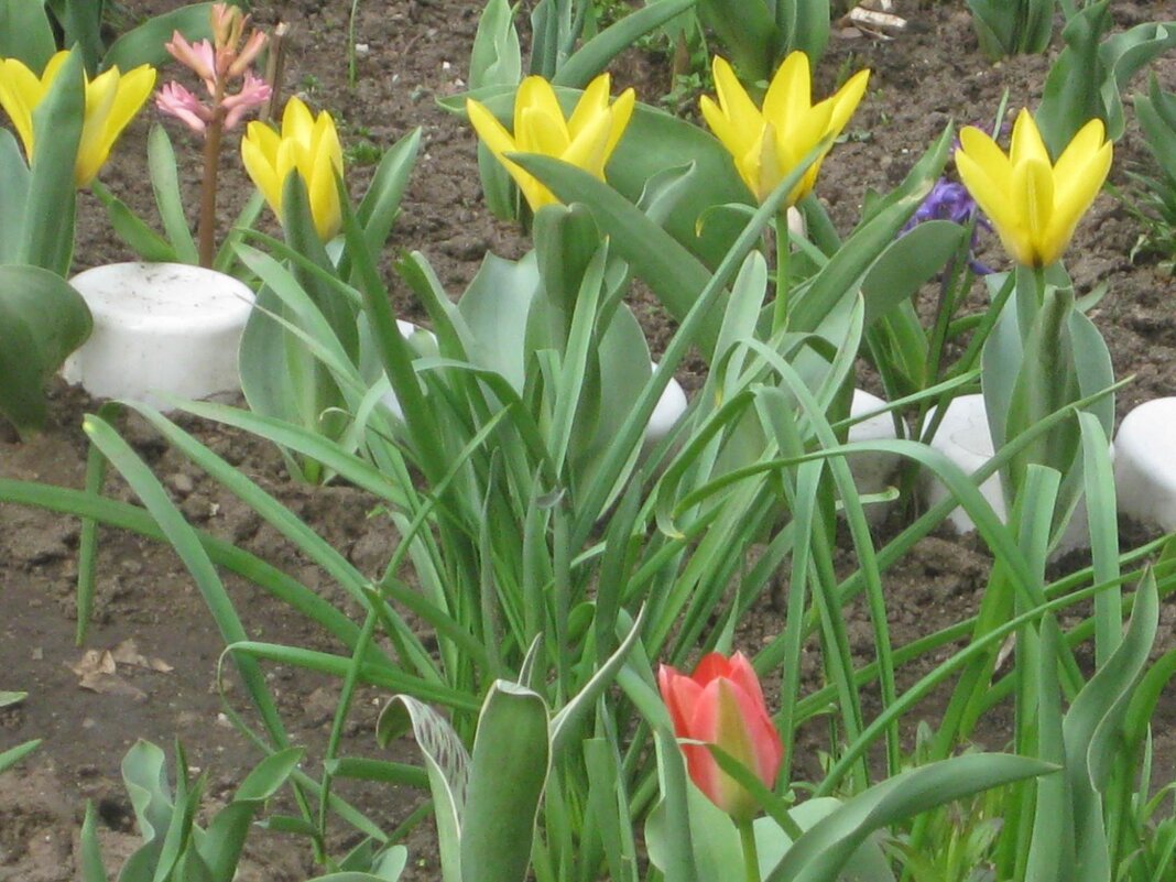 Пять жёлтых, один красный - Дмитрий Никитин