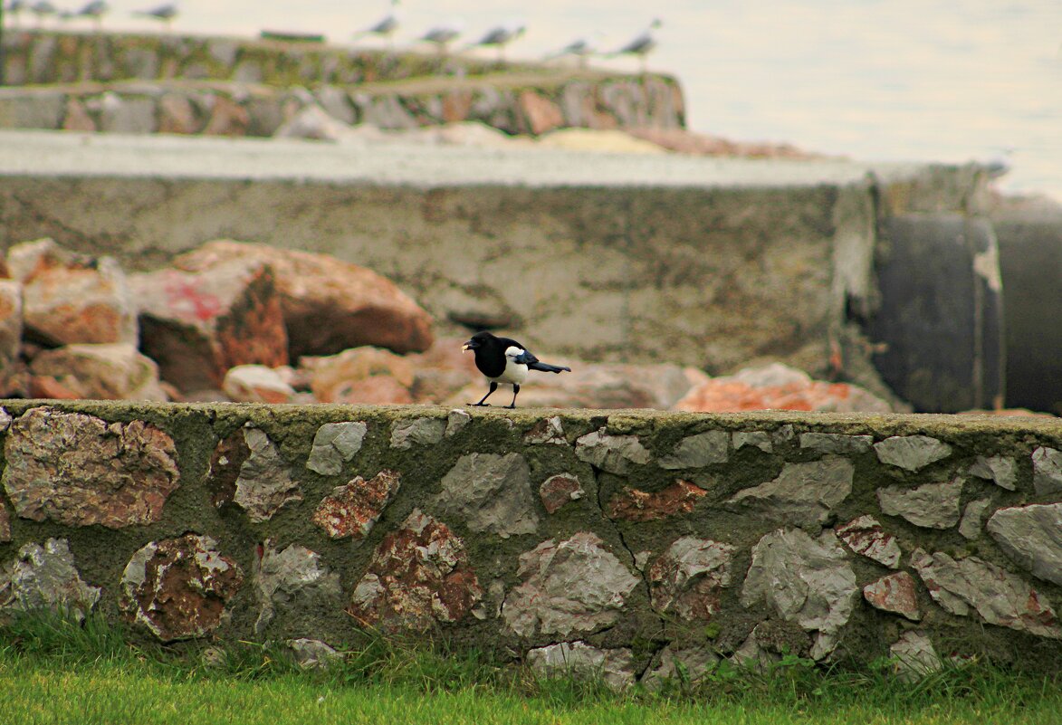 *** - веселов михаил 