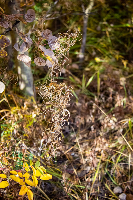 Кудри - Светлана SvetNika17 Кудри - Светлана SvetNika17